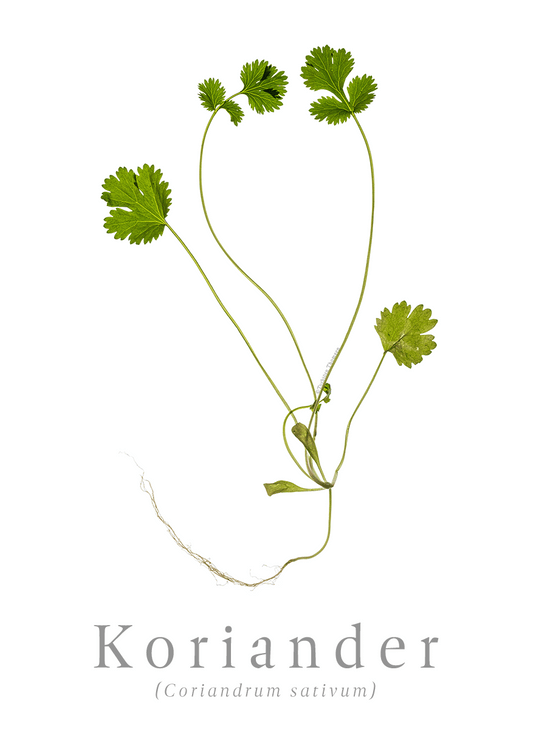 Koriander