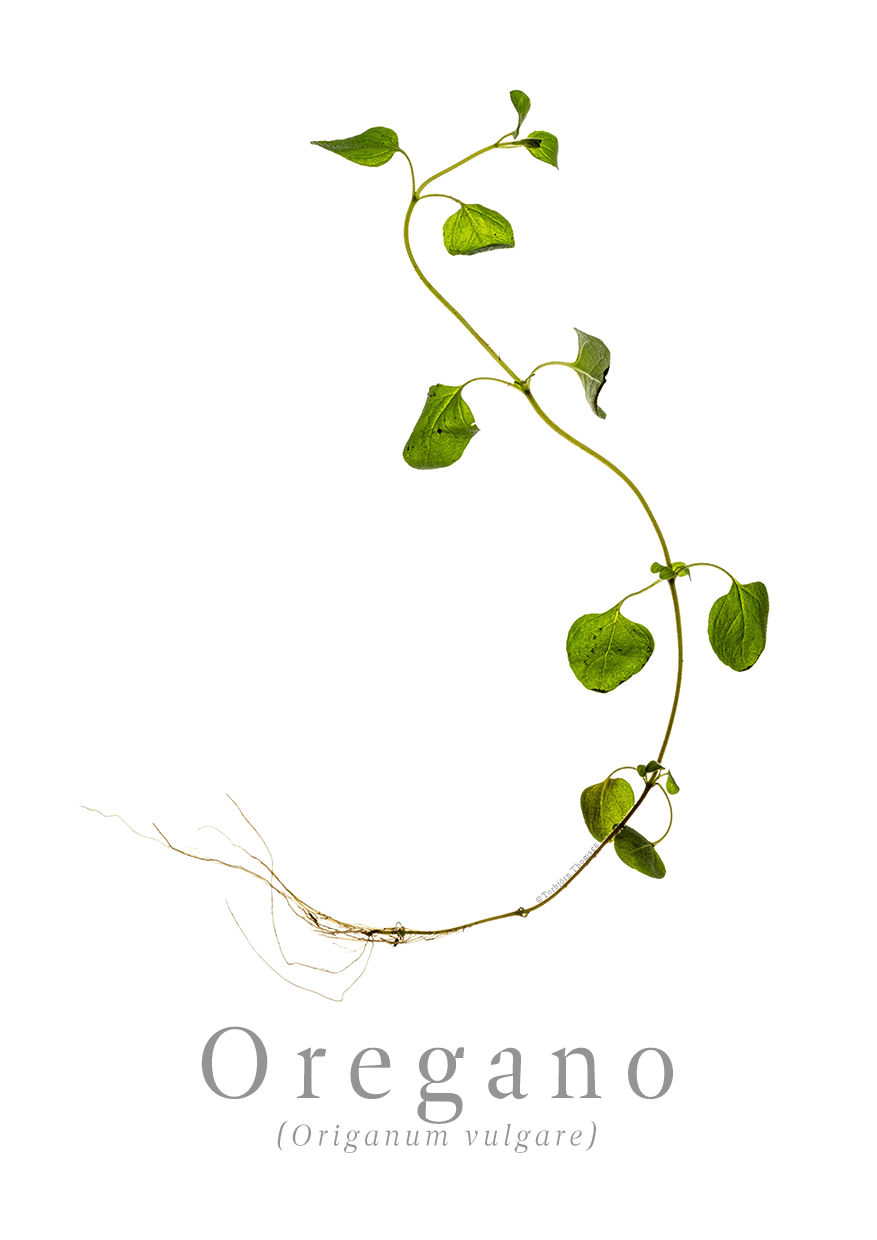 Oregano