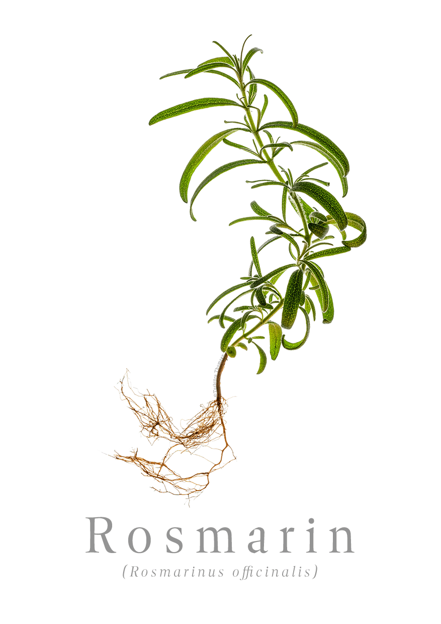 Rosmarin