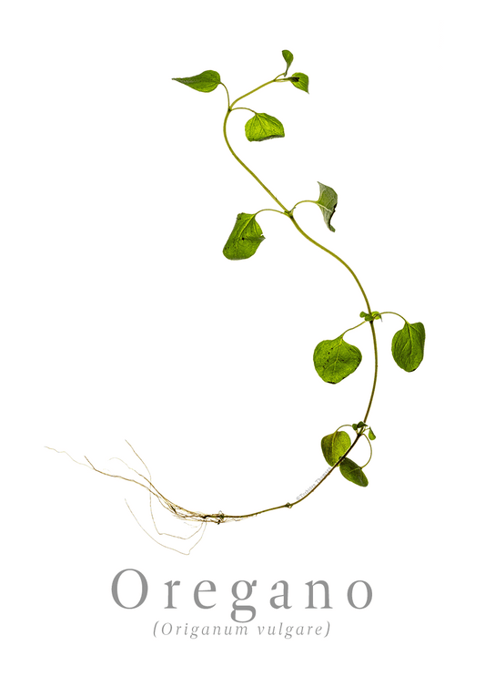 Oregano