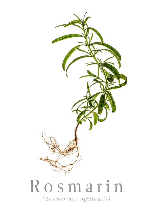 Rosmarin