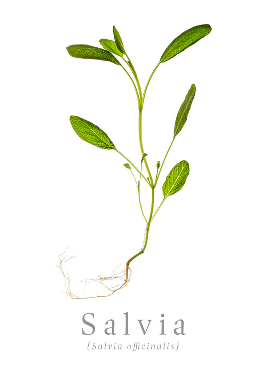 Salvia