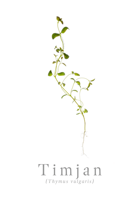 Timjan